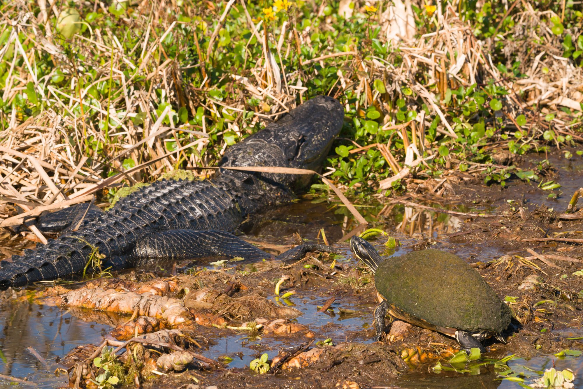 Wetlands Park - 2500px-48.jpg