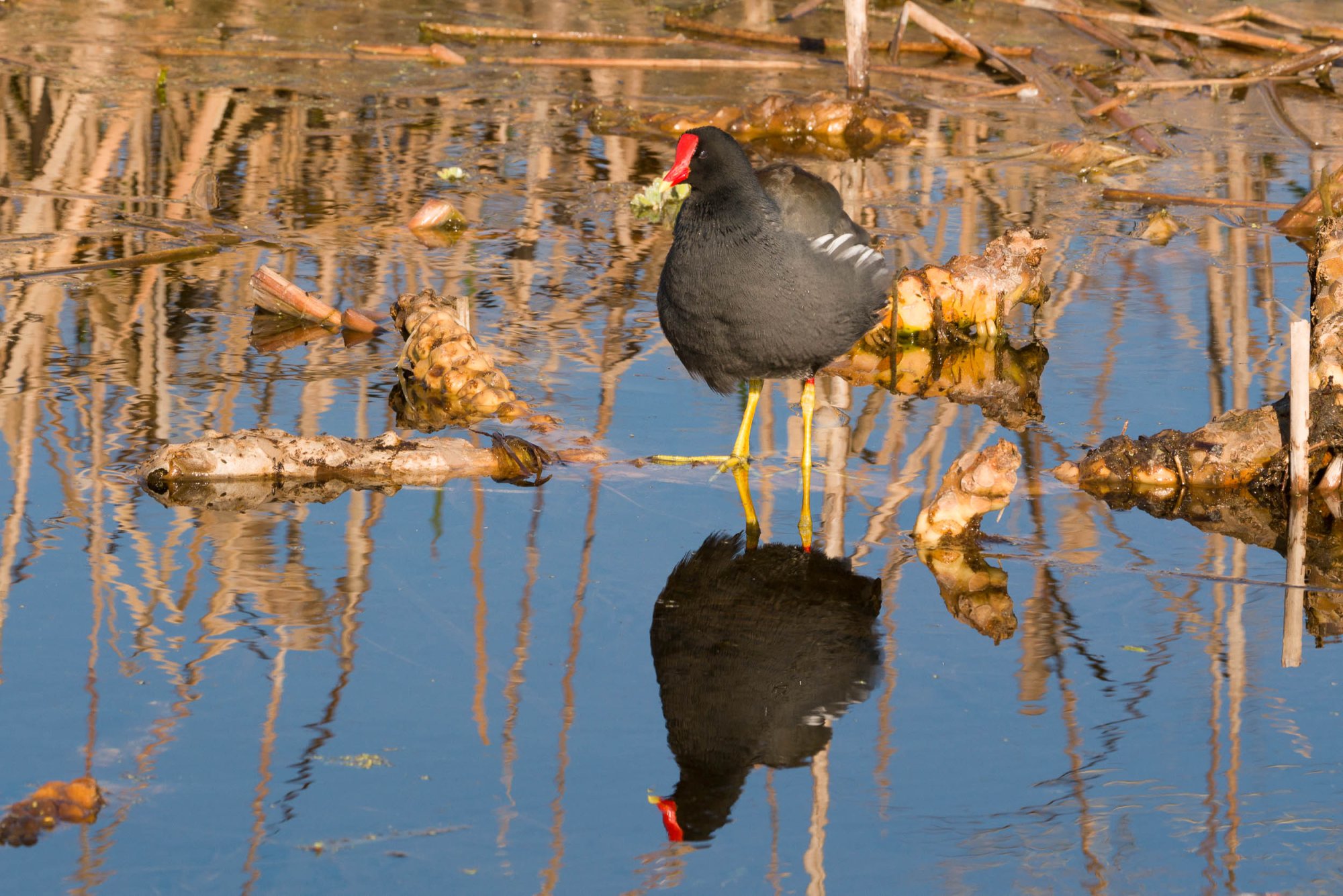 Wetlands Park - 2500px-8.jpg