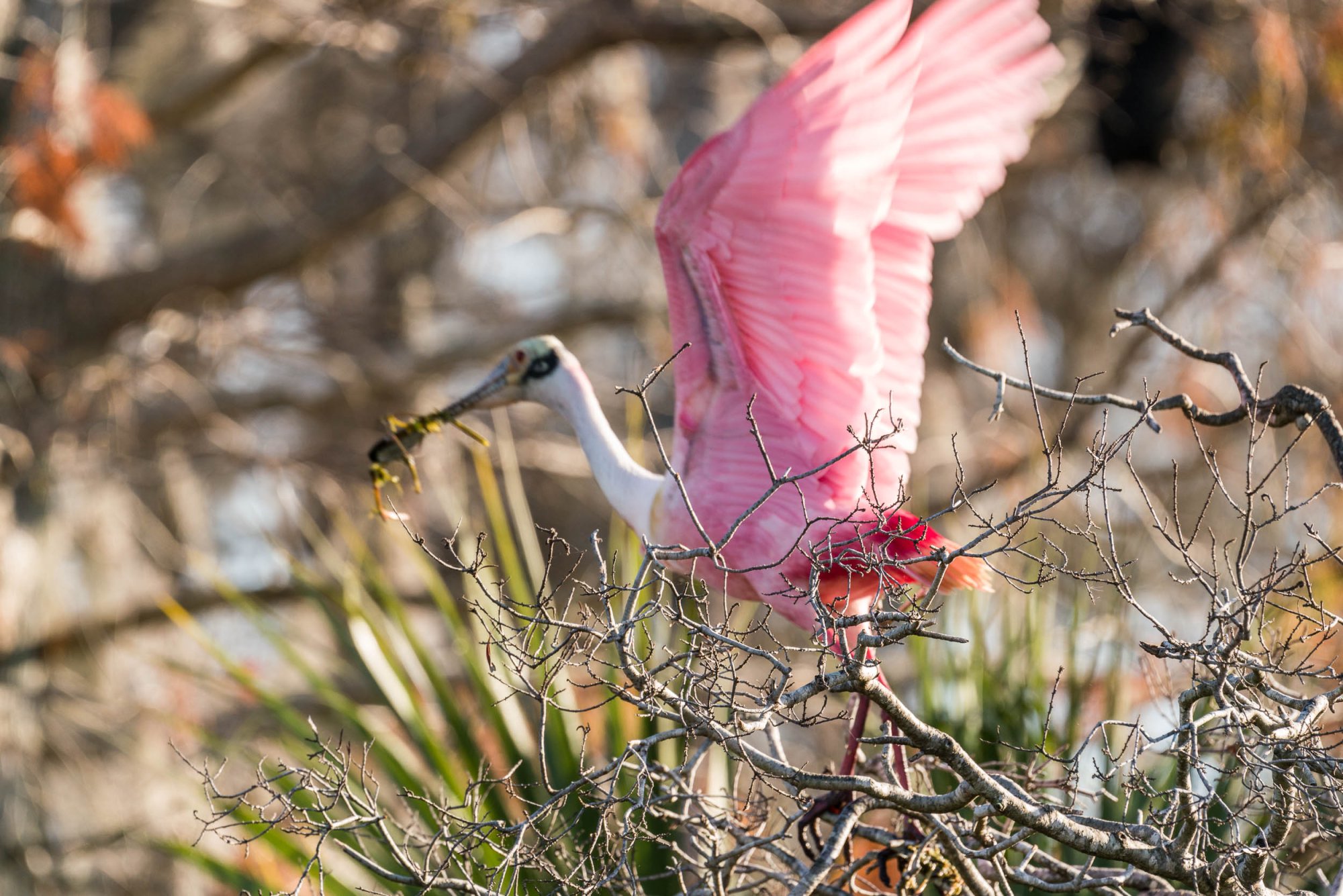 Wetlands Park - 2500px-9.jpg