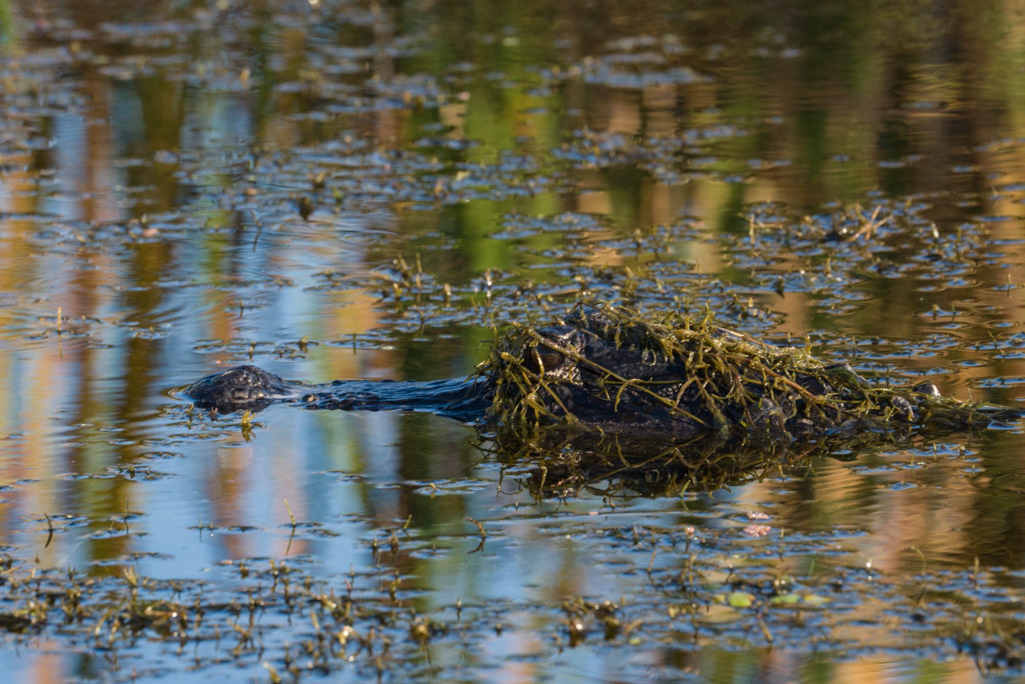 Wetlands Sept 2024 - 2500px-3.jpg