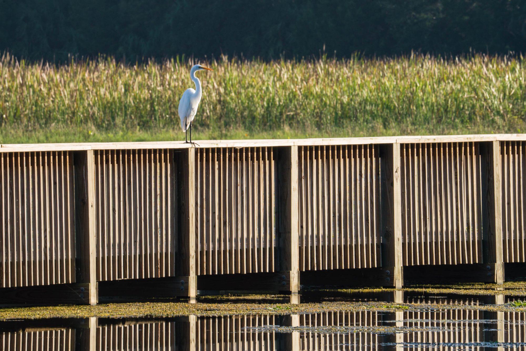 Wetlands Sept 2024 - 2500px-6.jpg