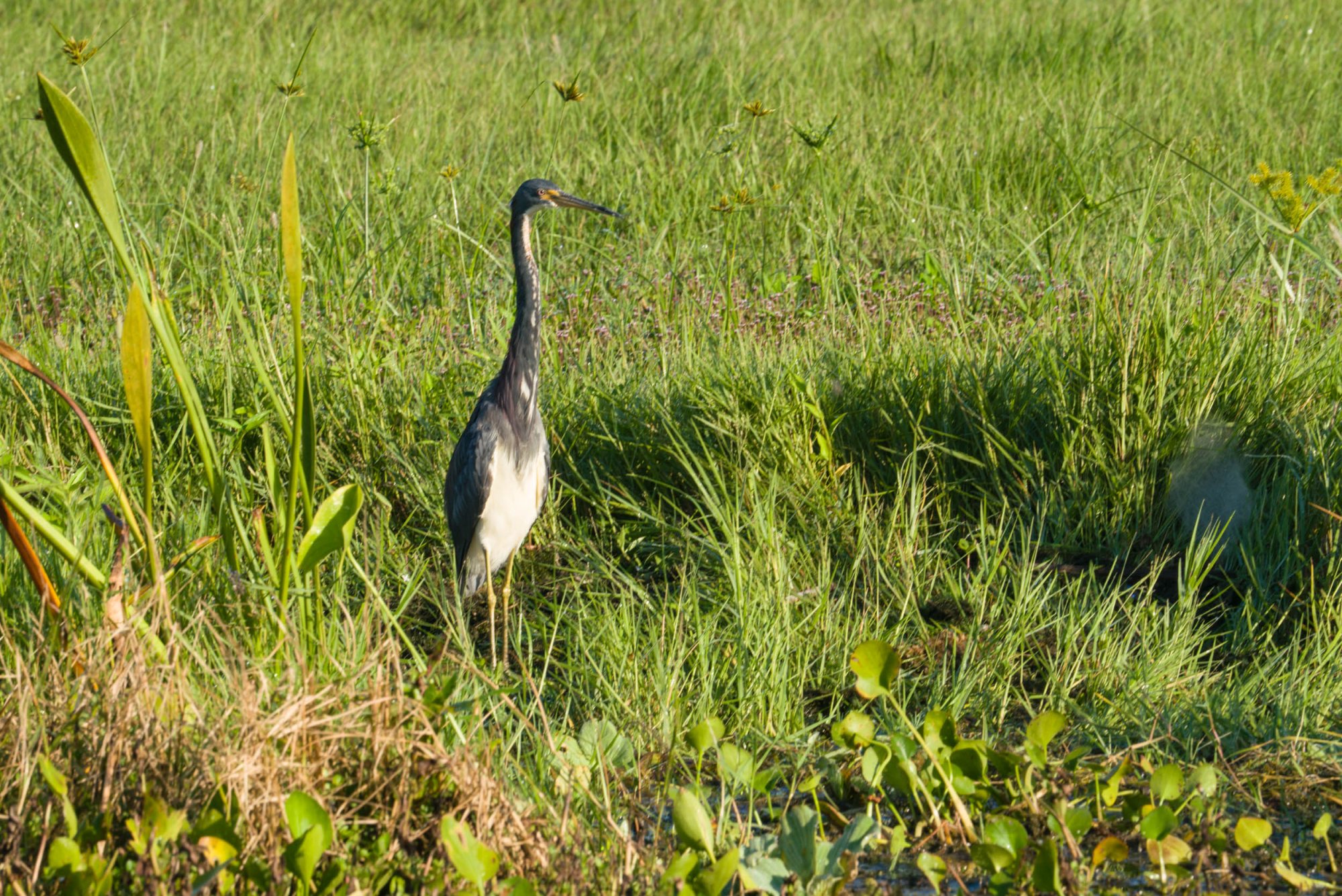 Wetlands Sept 2024 - 2500px-7.jpg