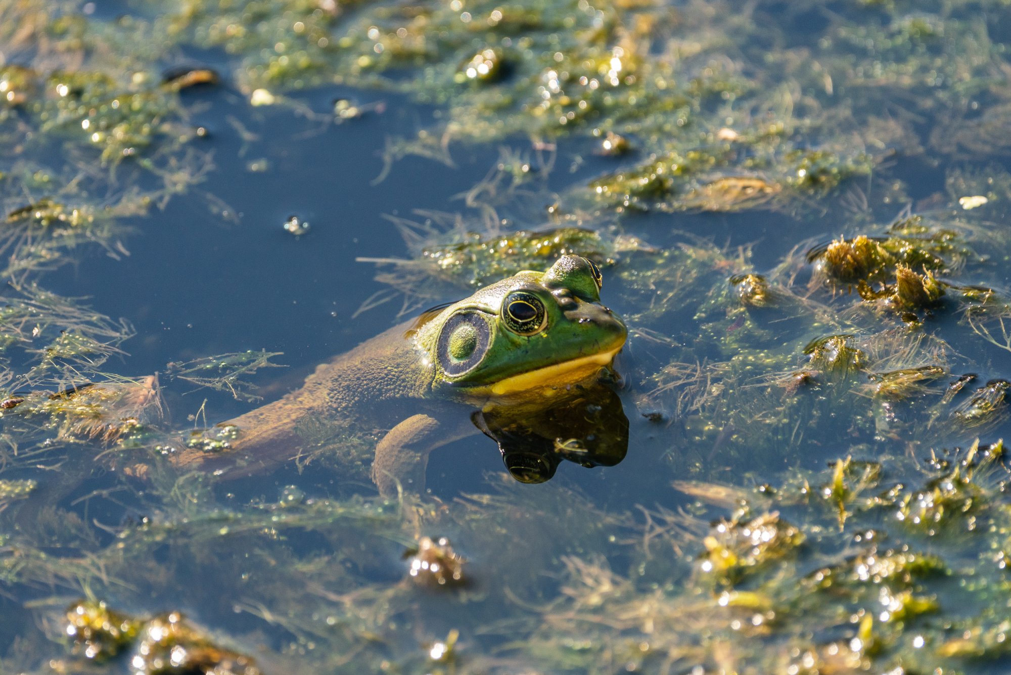 Wetlands Sept 2025-2-2500px-15.jpg