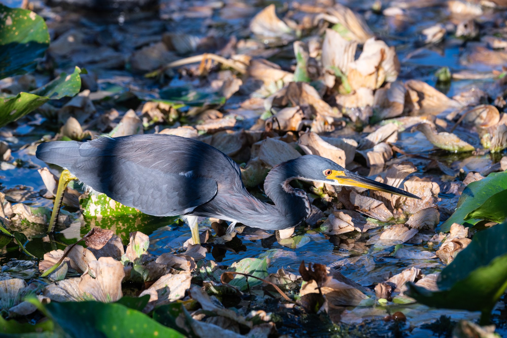 Wetlands Sept 2025-2-2500px-3.jpg