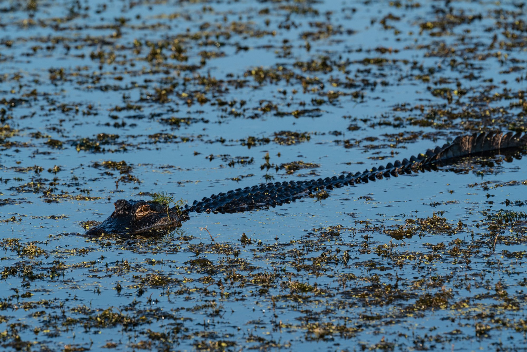 Wetlands Sept 2025-2-2500px-6.jpg