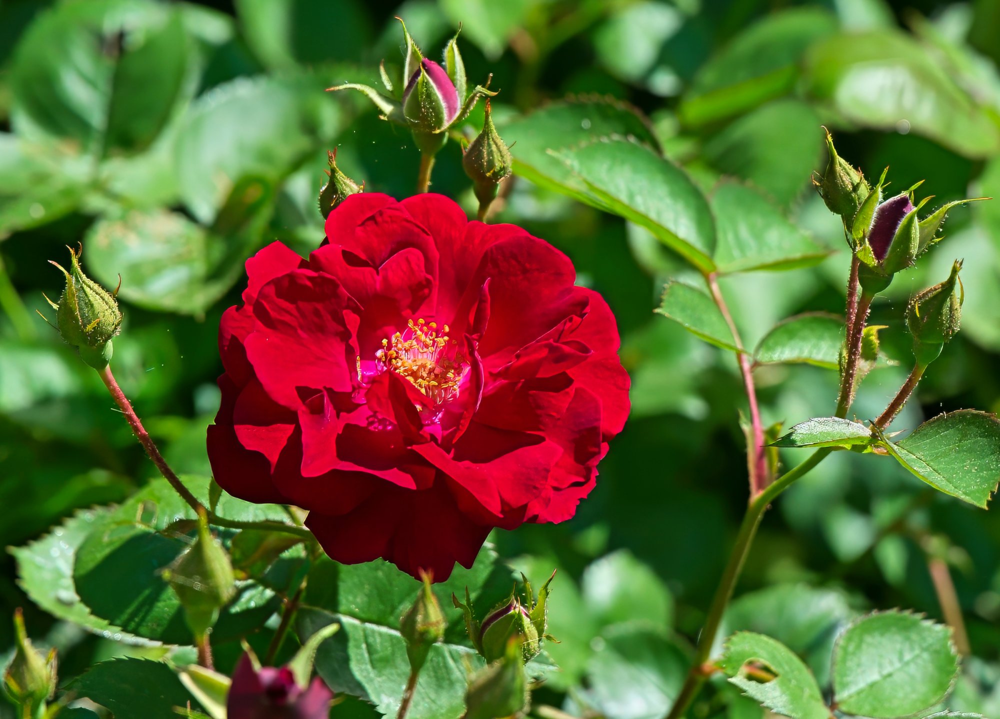 Wild Roses in Bloom and Budding.jpeg