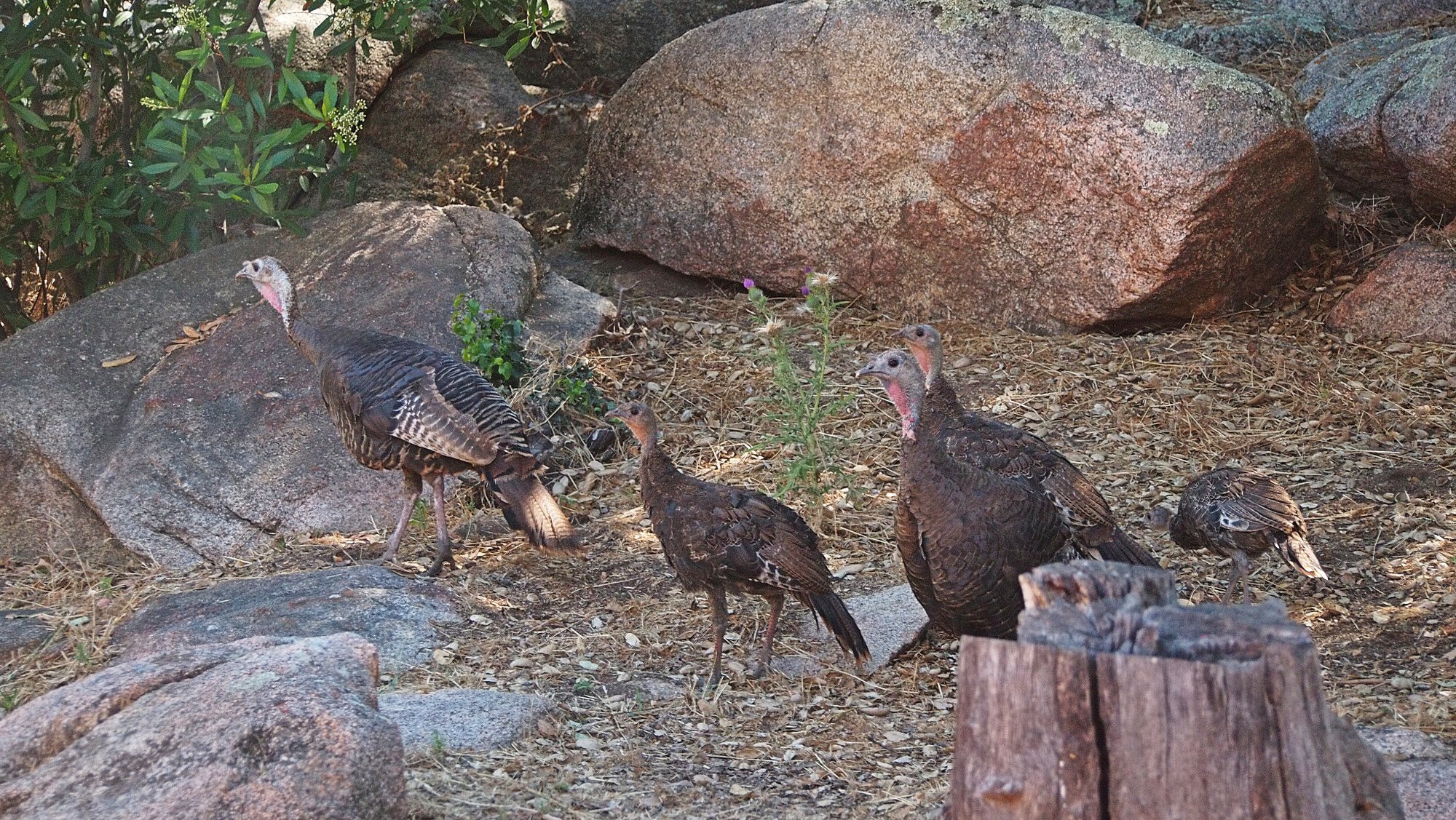 wild turkey on the rocks x.jpg