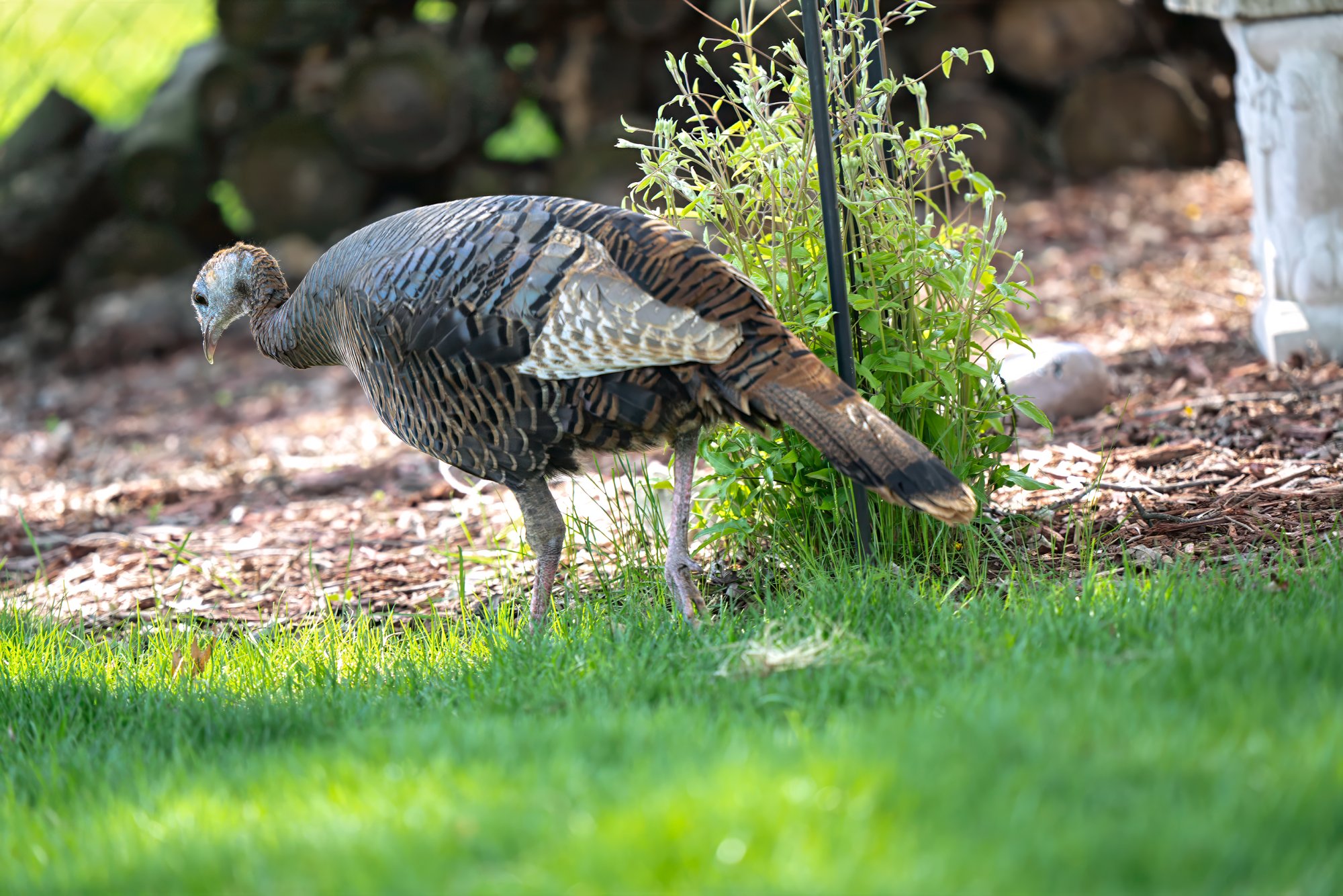 wild-turky-0002-web.jpg
