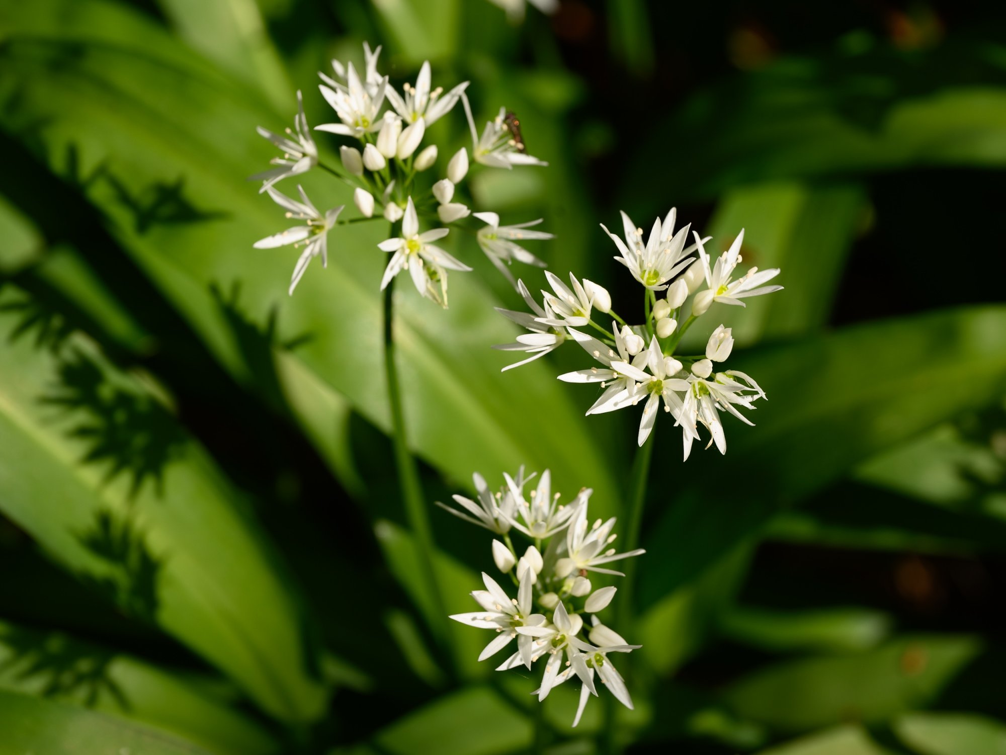 WildGarlic20250430.jpg