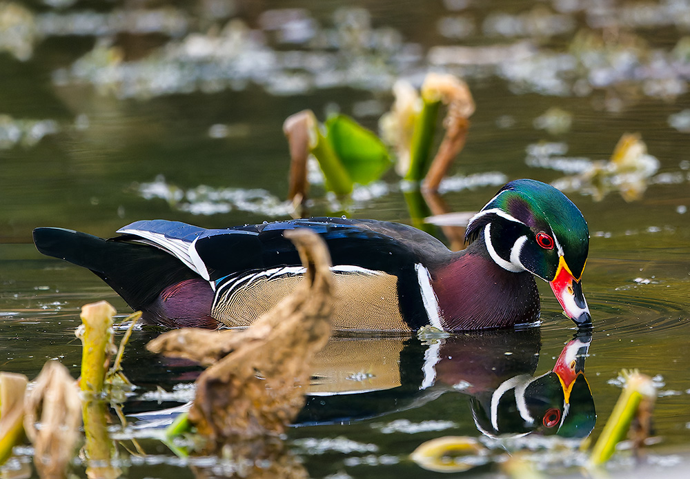 Wood_Duck_20241024_7911_1000p.jpg