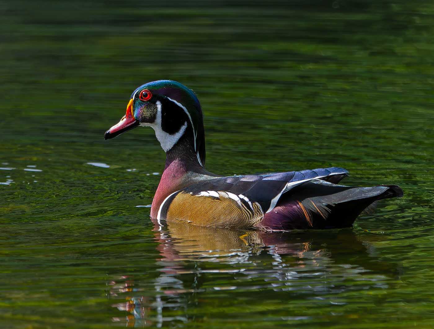 Wood_Ducks_6247_20251002_1400p.jpg