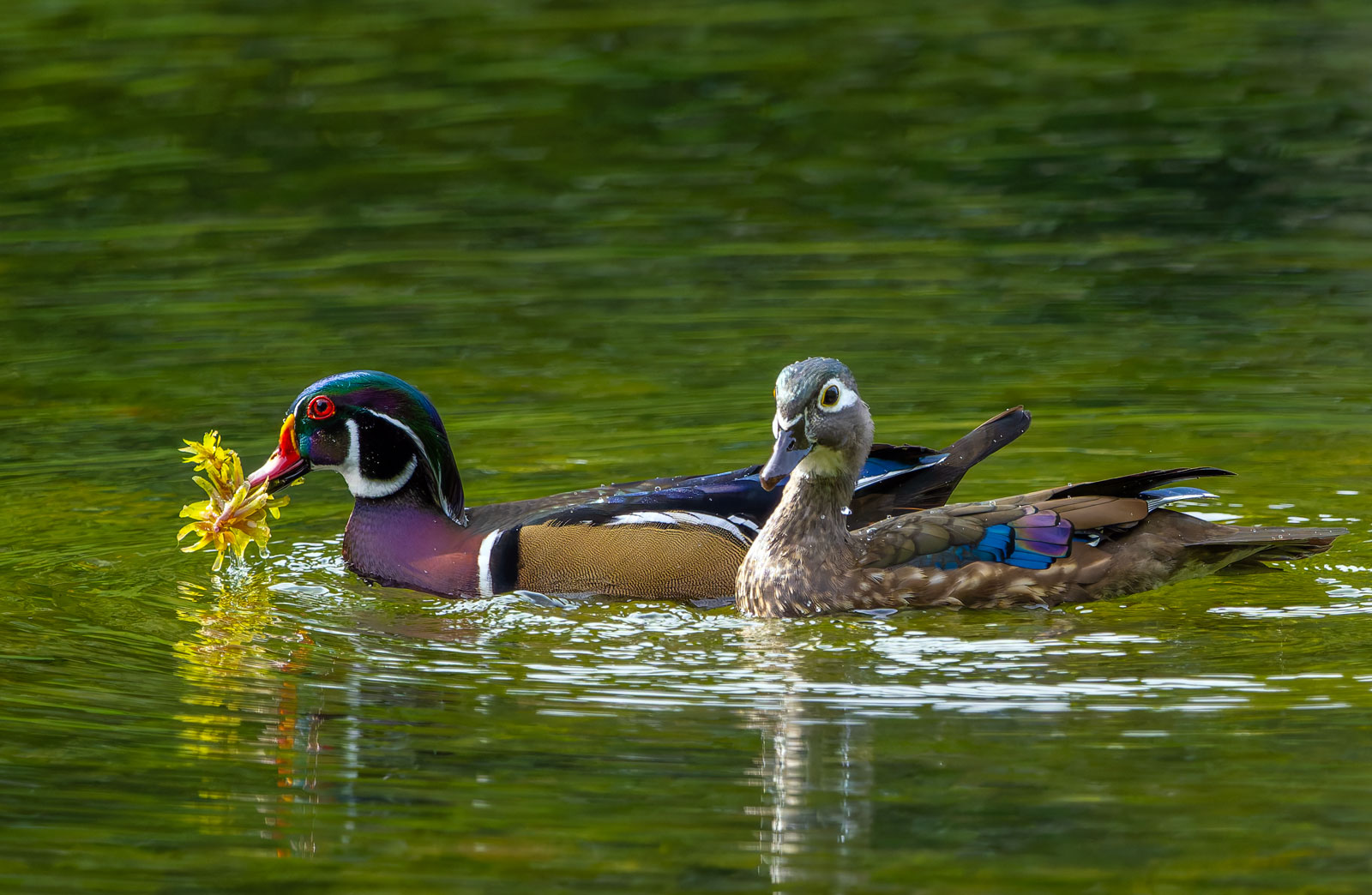 Wood_Ducks_6355_20251002_1600p.jpg