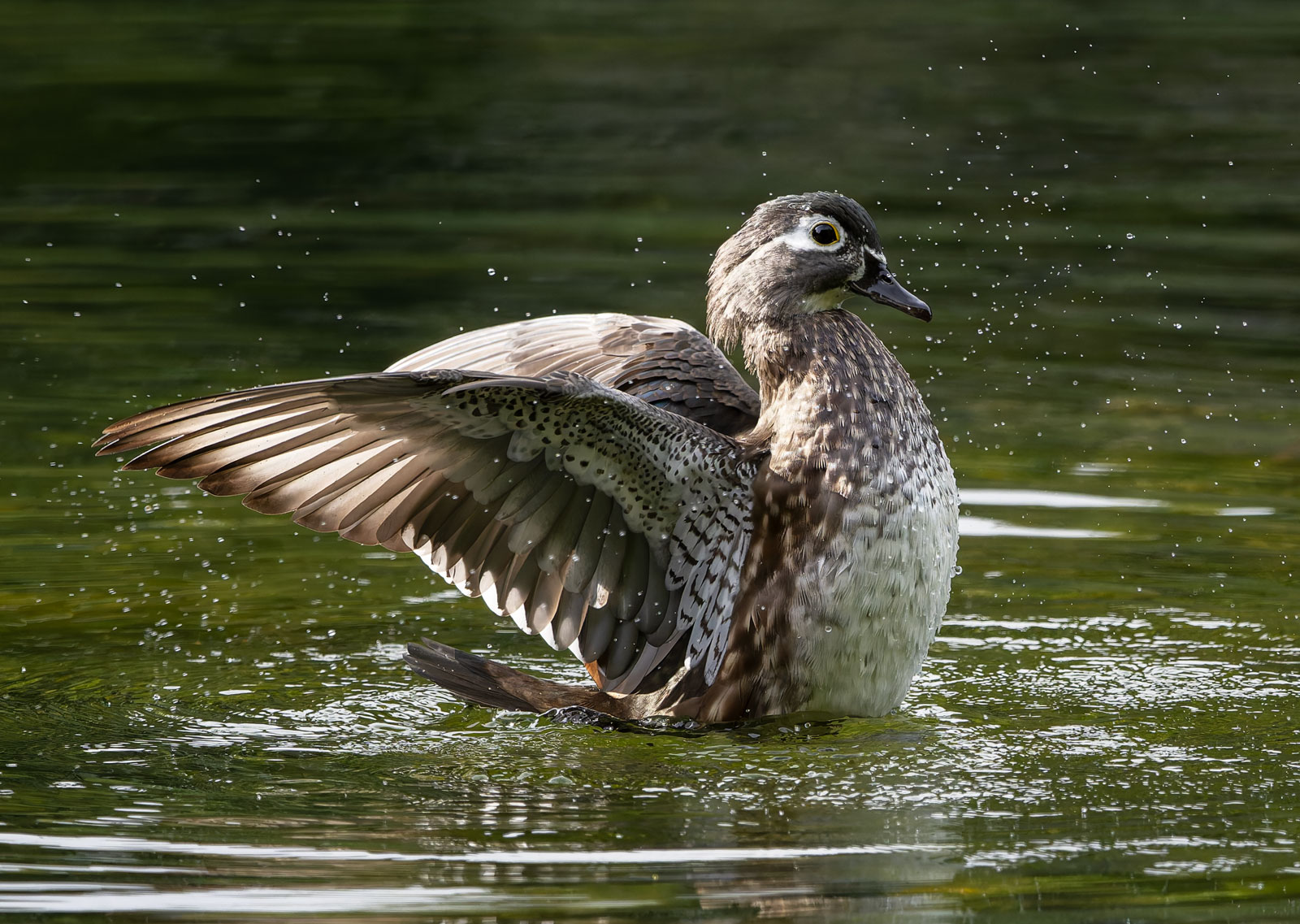 Wood_Ducks_6398_20251002_1600p.jpg