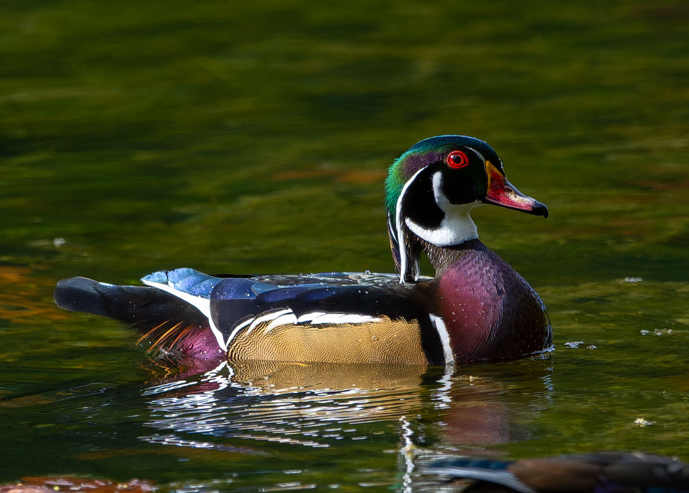 Wood_Ducks_6756_20251002_1400p.jpg