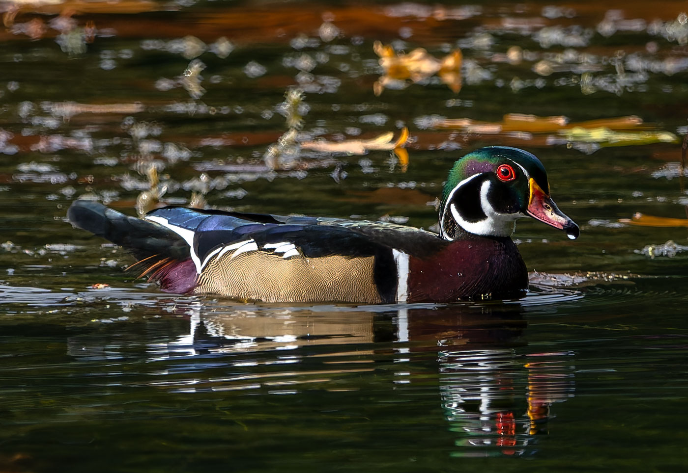 Wood_Ducks_7147_20251002_1400p.jpg