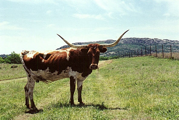 wrcow2.jpg