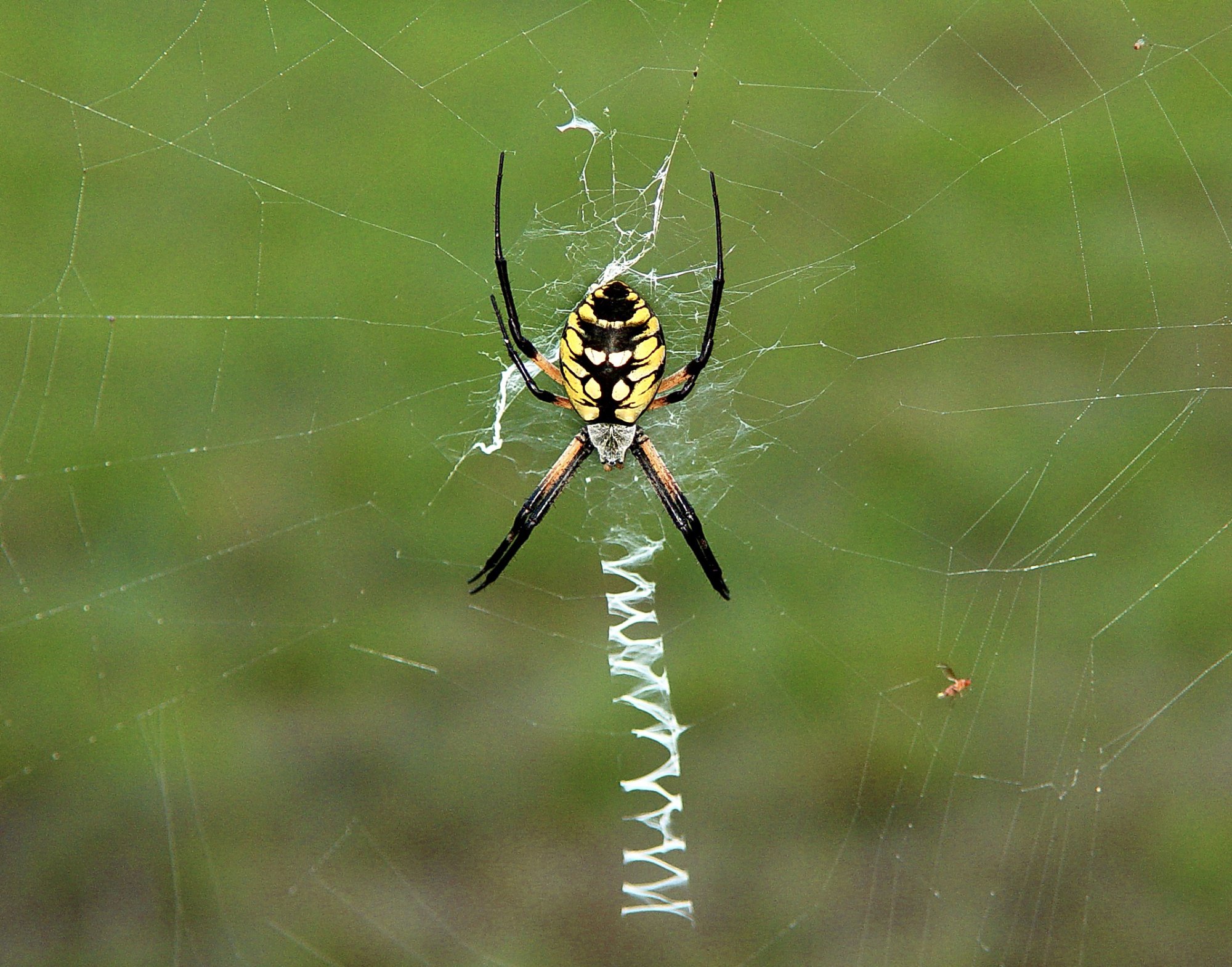 Yellow Garden Spider.jpg