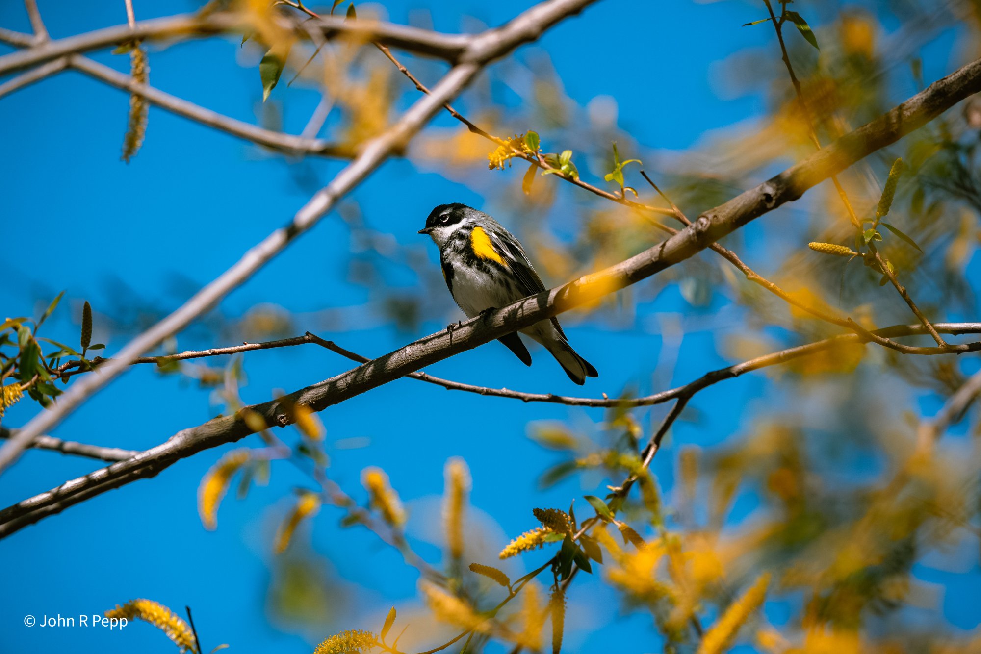 Yellow-rumped Warbler-3.jpg