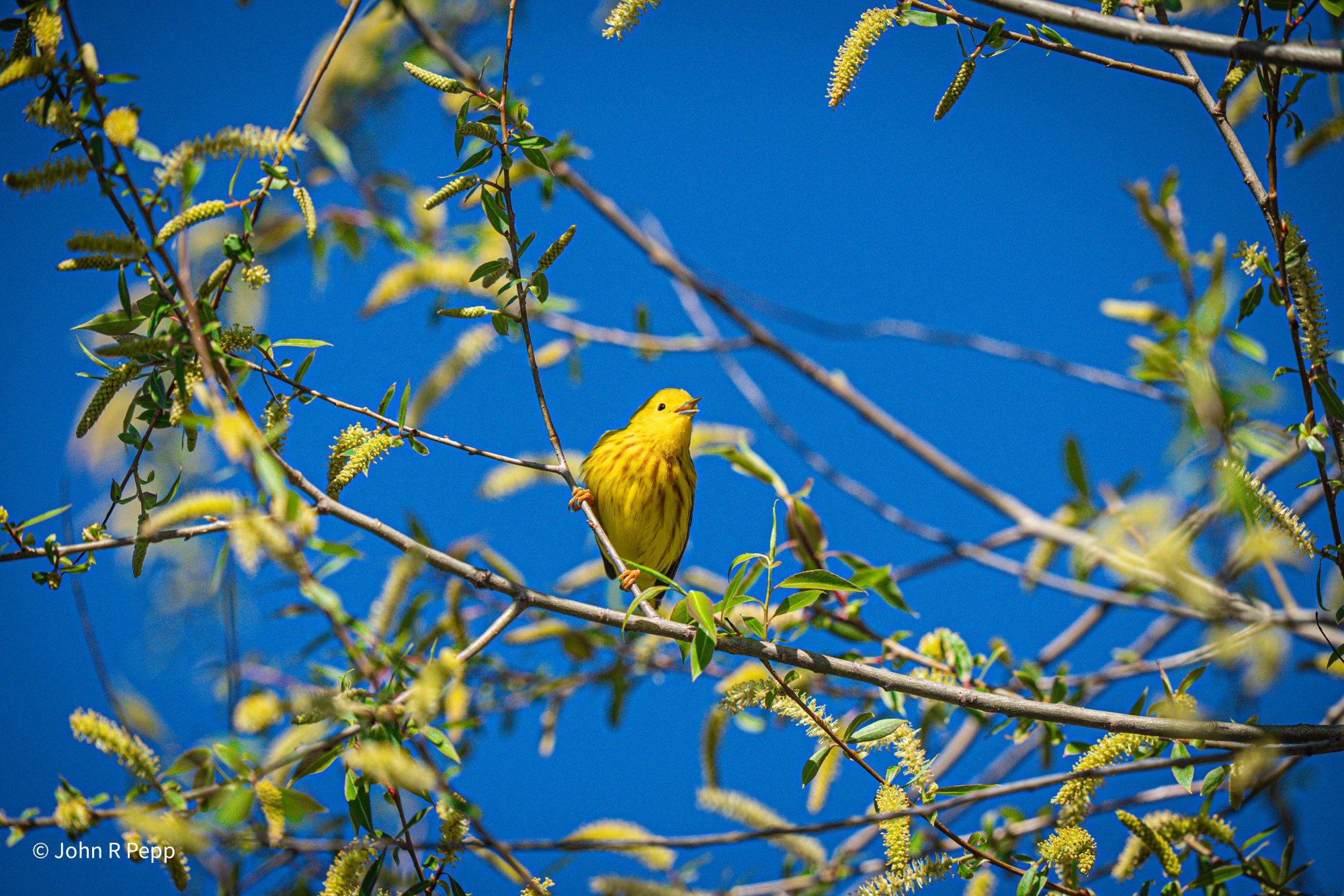 Yellow Warbler-2.jpg