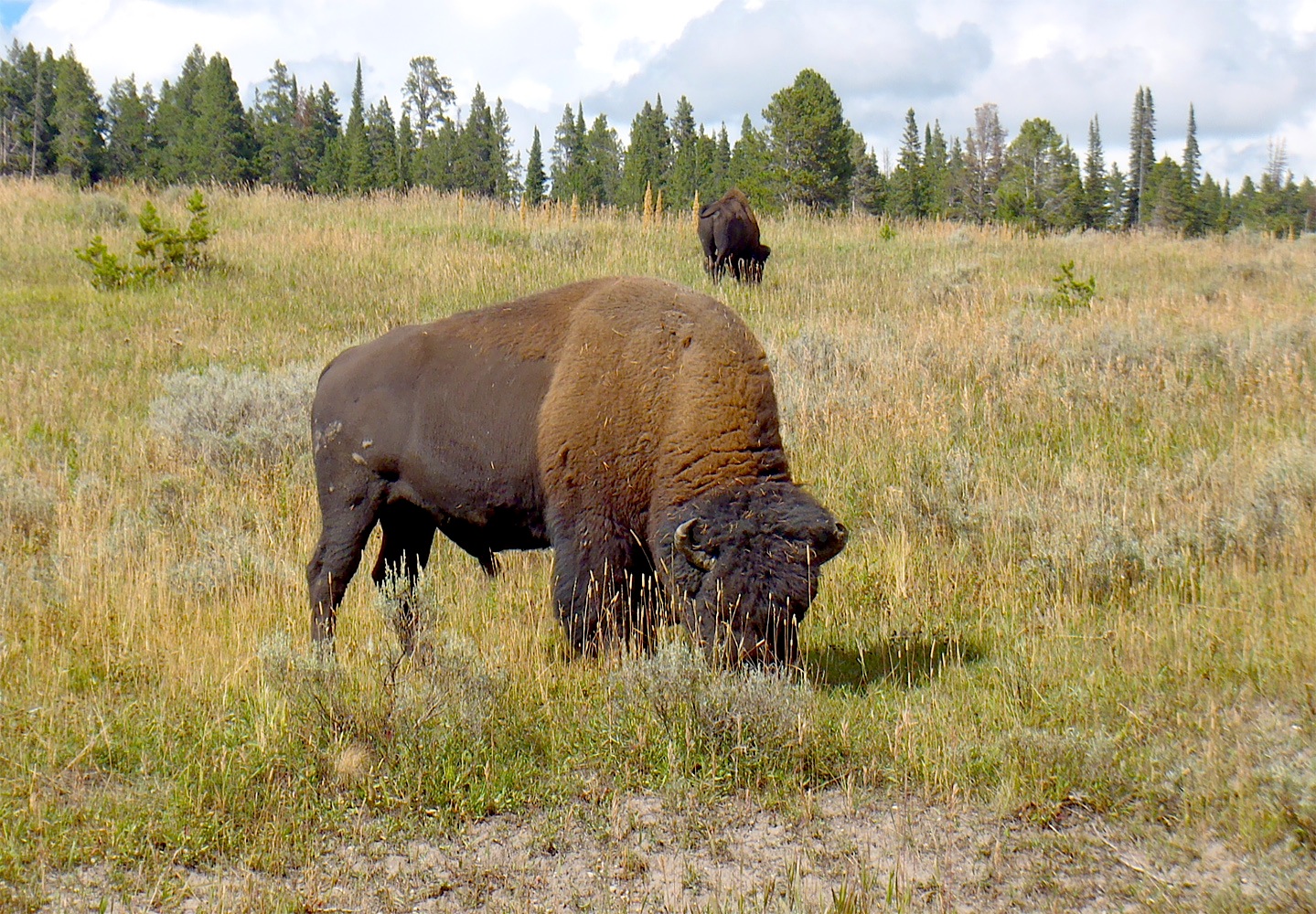 YellowstoneBullCO13_28.jpg