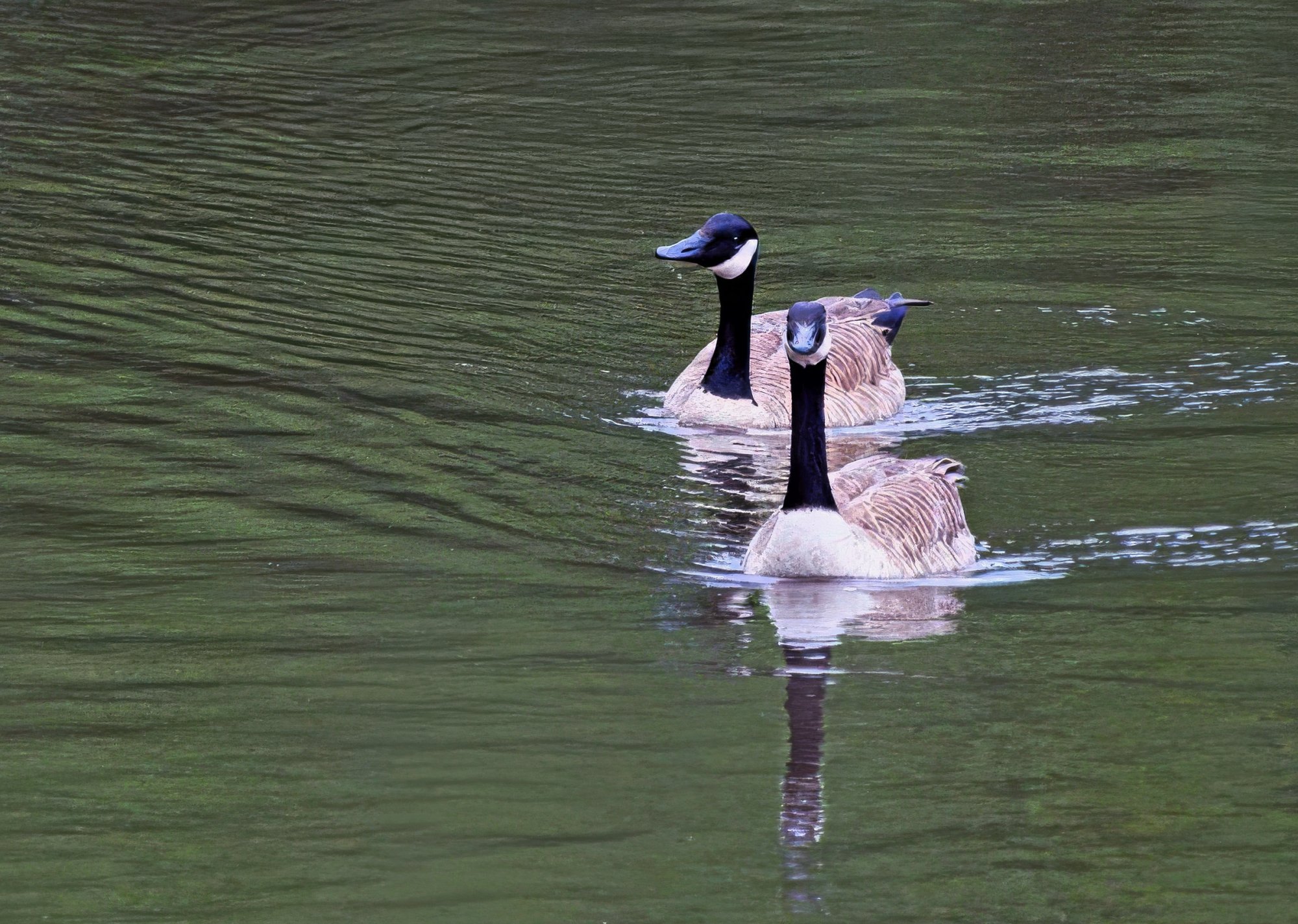 You Watching Us?.jpeg