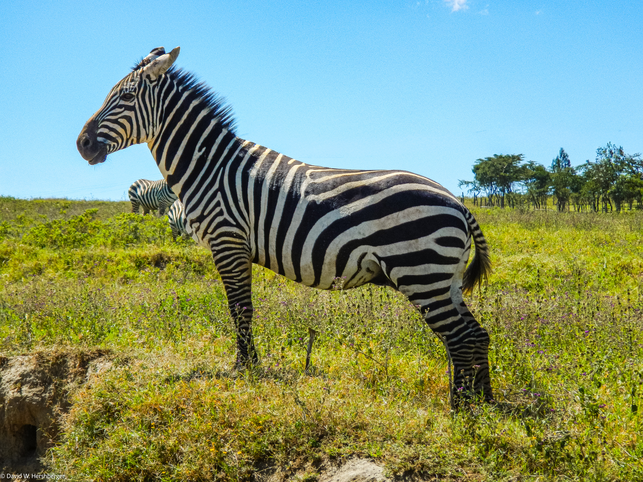 Zebra.jpg