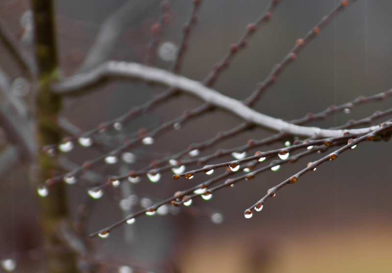 RaindropsFalling.jpg