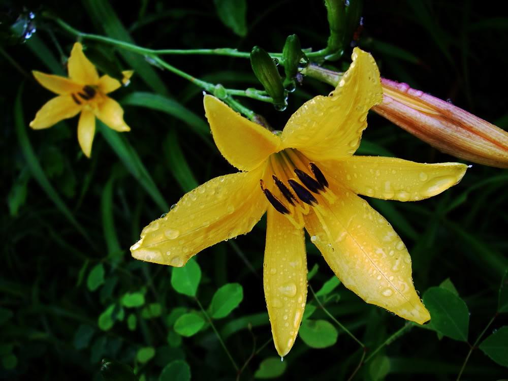 yellow-flower-web.jpg