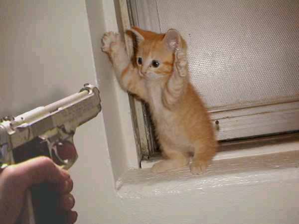 gun_kitten.jpg