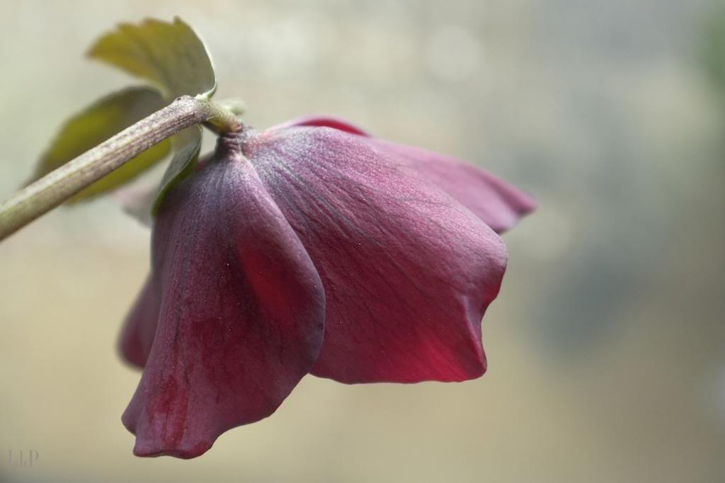 hellebore_zpsbb692f7f.jpg