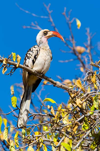 hornbill_4175.jpg