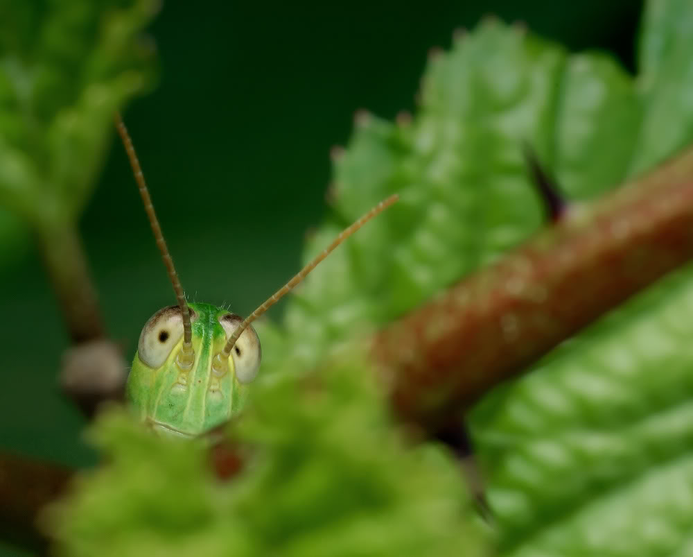 peeking-web-a.jpg