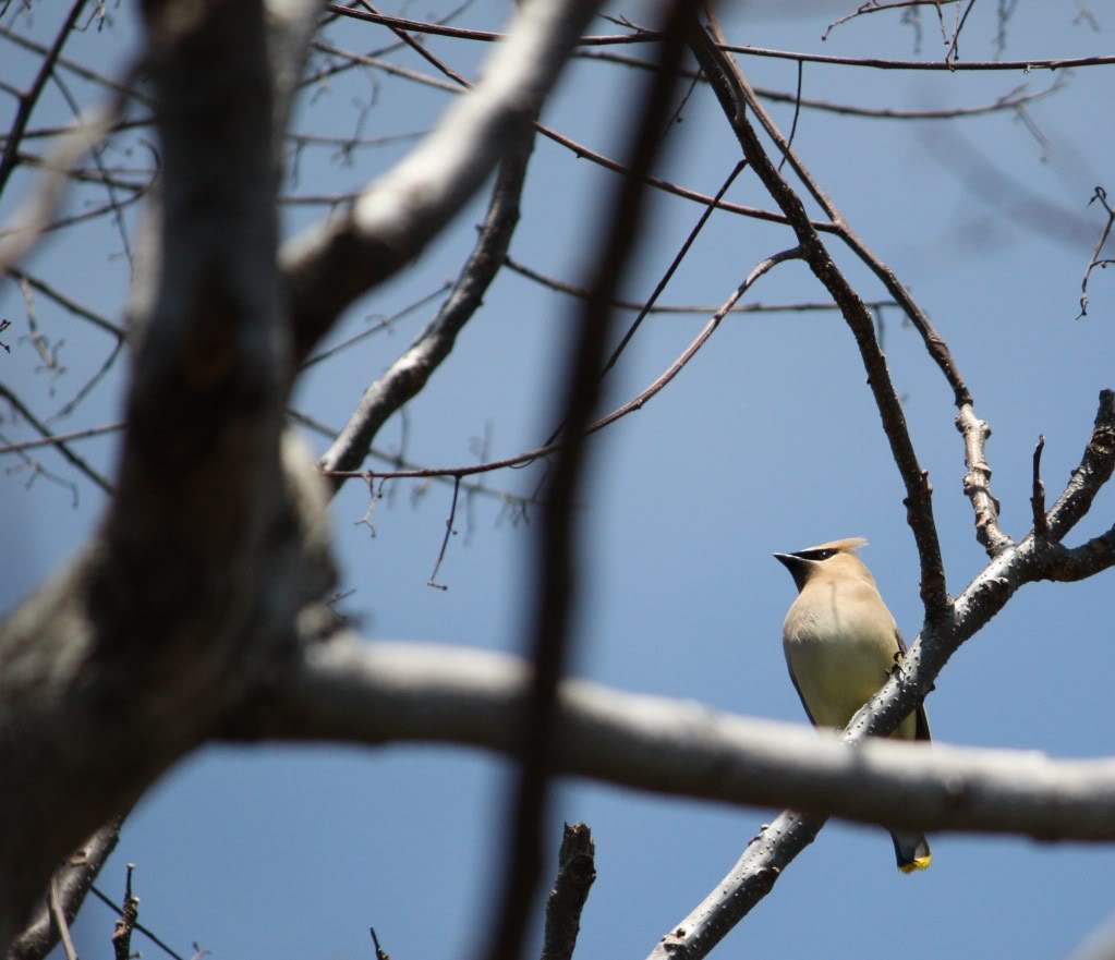 Waxwings4.jpg