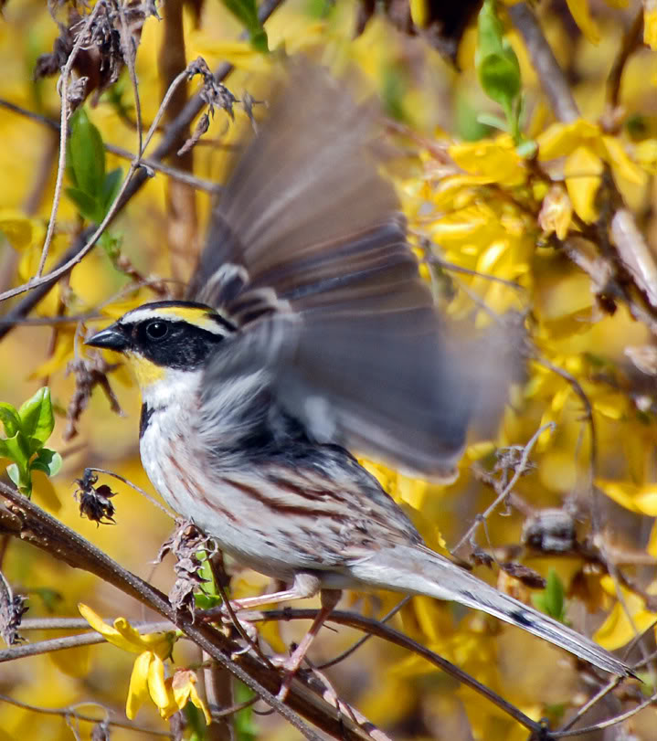 yellowbird-copyweb.jpg