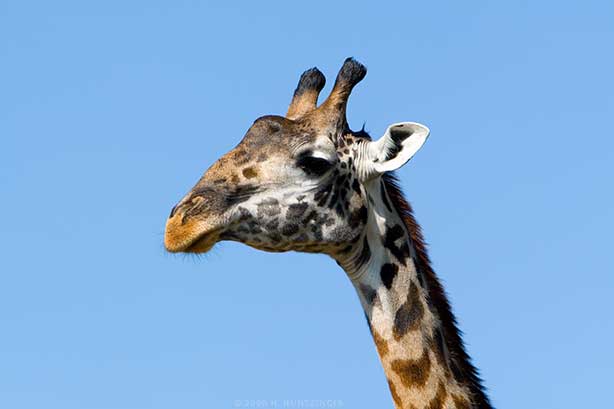 giraffe_1805.jpg