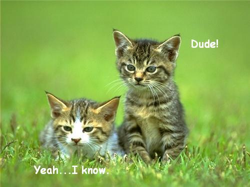 dudecat.jpg