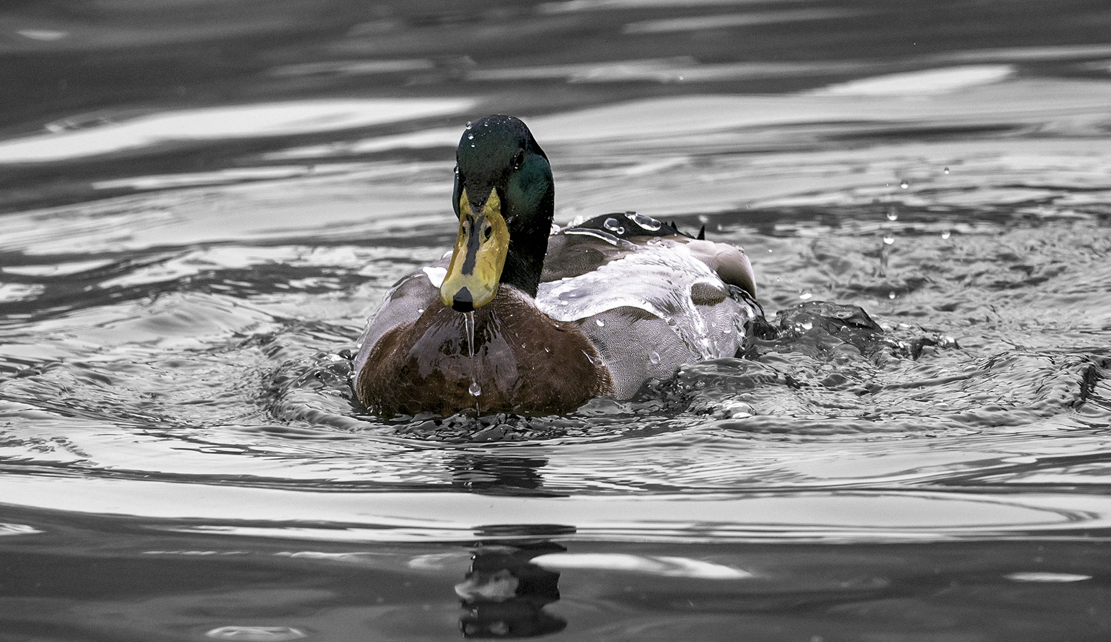 duckwaterproof.jpg