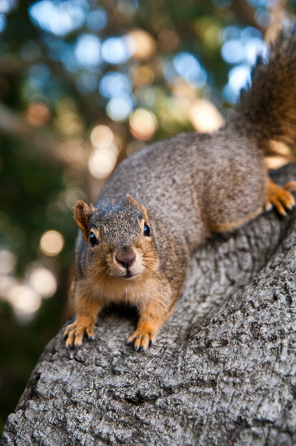 BerkeleySquirrel_1.jpg