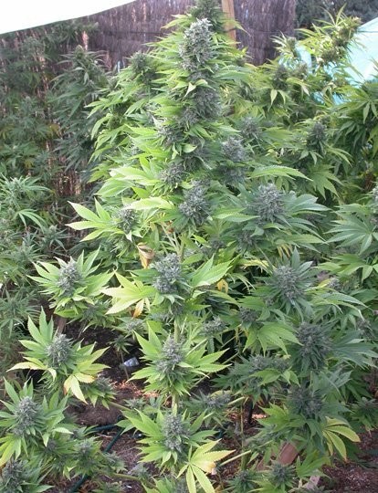 pakistan-cannabis-plant.jpg