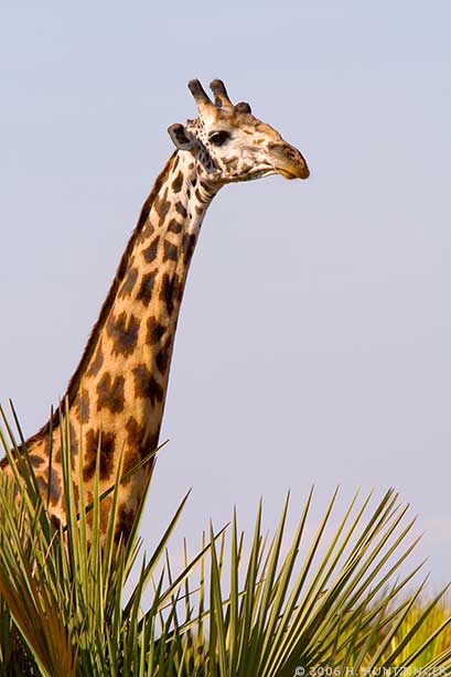 giraffe_2418.jpg