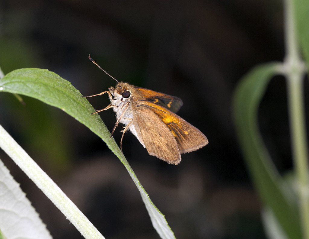 moth1280c.jpg