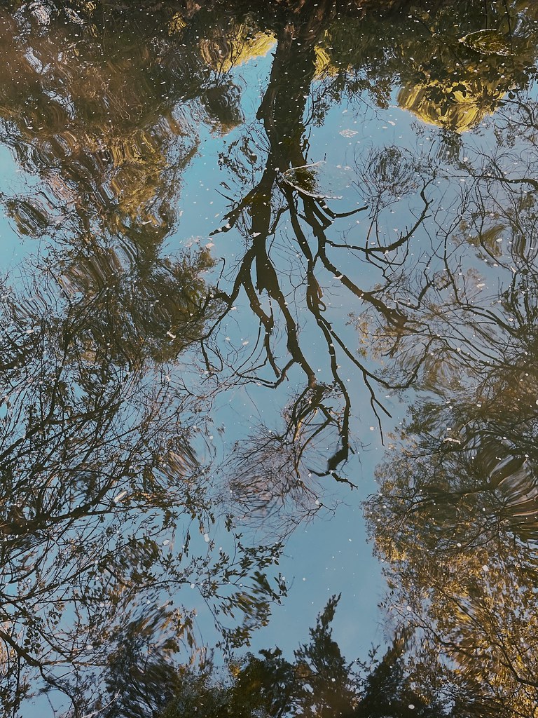 51123080203_4313367ab7_b.jpg
