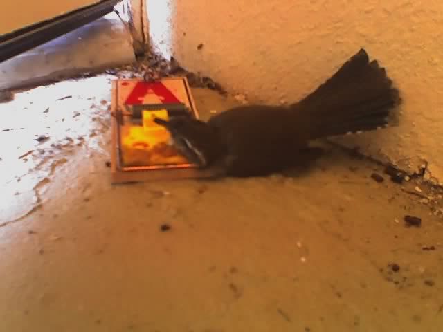 Dumbest_Bird_Ever.jpg