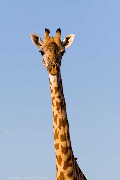 giraffe_3720.jpg