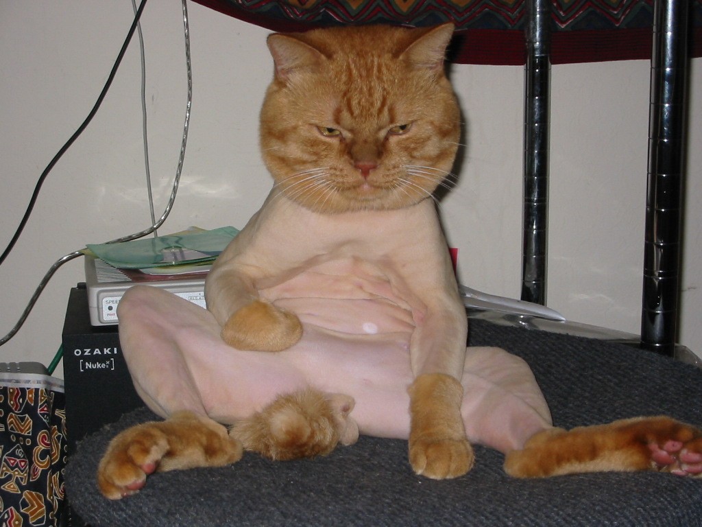 shaved%20cat.jpg