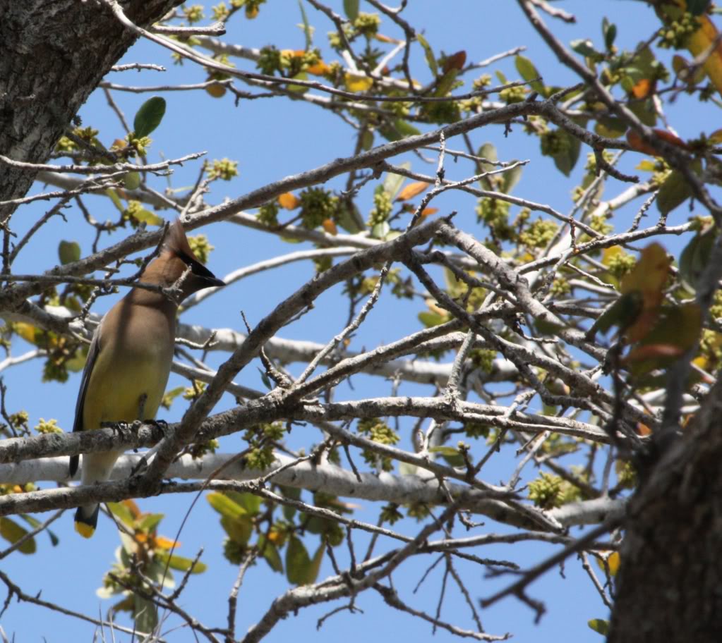 Waxwings3.jpg