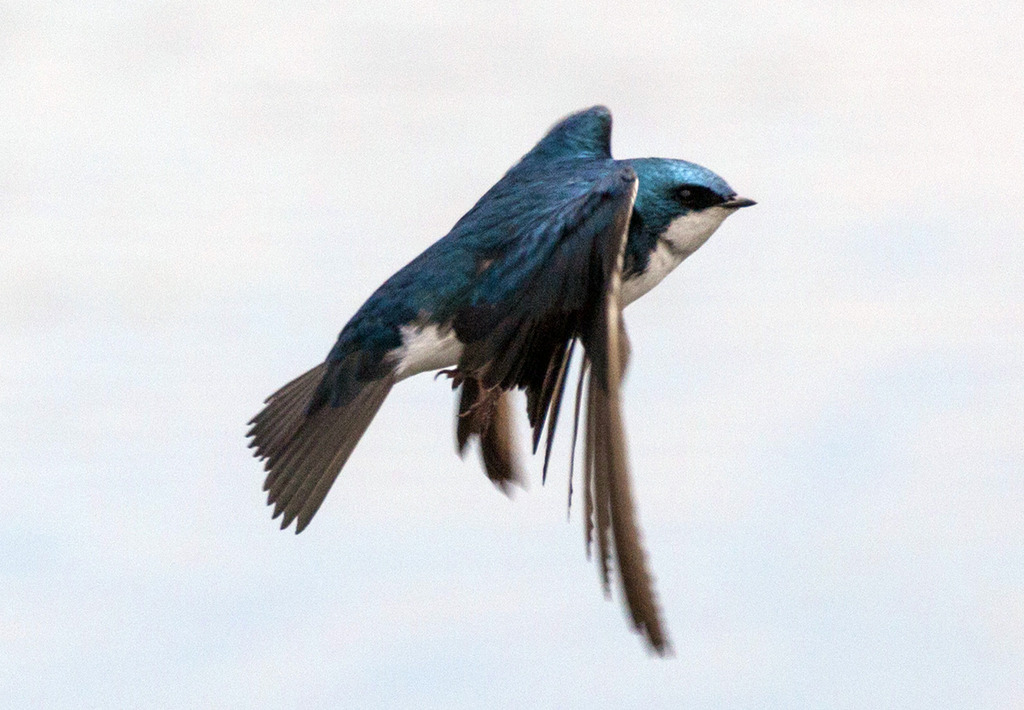 swallow21280.jpg