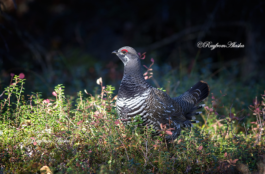 IMG_6390grouse9-14_zps7e023425.jpg