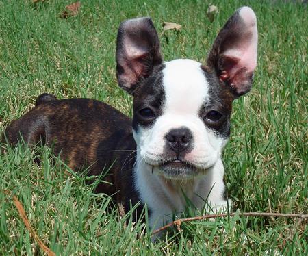 maggie-the-boston-terrier_34217_2009-09-10_w450.jpg