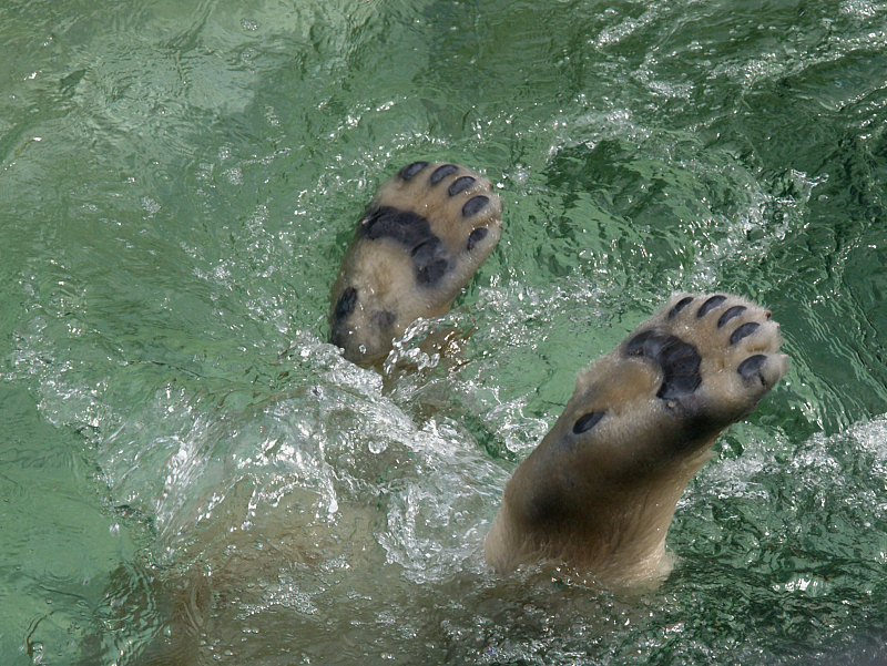 58807893.20060417Polarbearfeet.jpg